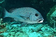 Plectorhinchus picus Diagramme noir et blanc-Mahe Lighthous cap ternay-15m-20190609-Denis-ADER-DSC_8025_tn